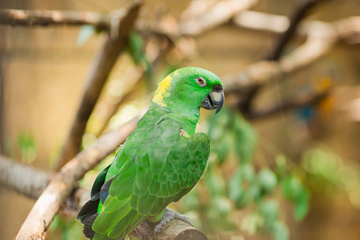 Vibrant Green, Yellow-Naped Amazon Parrot Bird in a Tropical Outdoor Location in South Florida in August of 2023