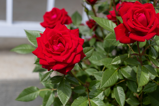 A cluster of red roses - Rosa damascena - in front of a white wall with a window - blurred background - different stages of blooming. Taken in Toronto, Canada.