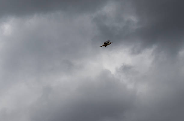 istock Bird in flight - cloudy sky - seagull - wings spread out - horizontal body - light grey color - scattered clouds - below perspective 1617777908