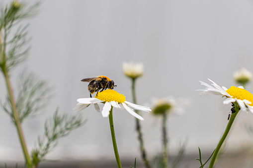 A pollen-covered bee - black and orange - on a white and yellow daisy flower - blurred background of more daisies and green foliage - garden or meadow setting. Taken in Toronto, Canada.
