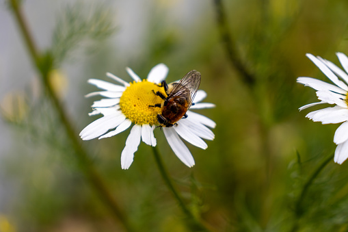 A pollen-covered bee - black and orange - on a white and yellow daisy flower - blurred background of more daisies and green foliage - garden or meadow setting. Taken in Toronto, Canada.
