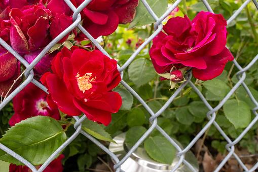 Red roses - Rosa - growing through chain link fence - contrast between beauty and harshness - garden background. Taken in Toronto, Canada.