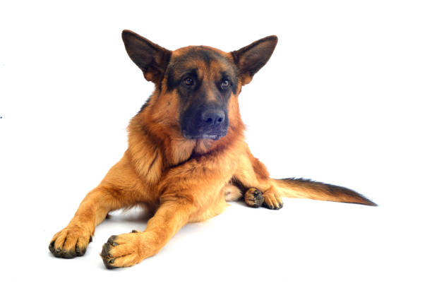 istock german shepherd dog animal pet 1617778155
