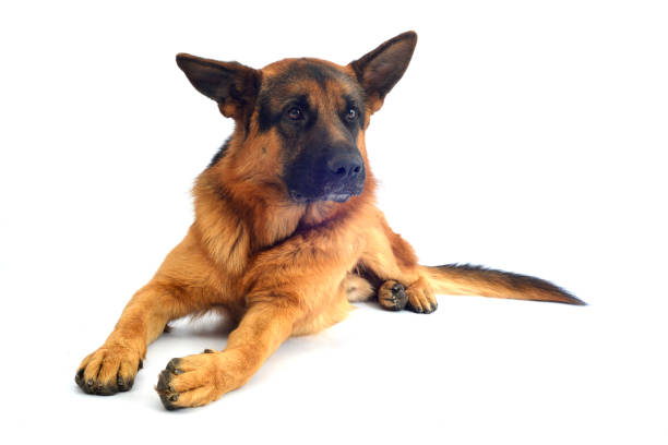 german shepherd dog animal pet