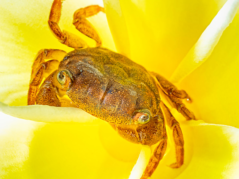 Crab sitting in a Plumeria flower on Maui
