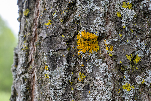 Close-up of grayish-brown tree trunk with bright yellow lichen patches - forest background - angled perspective. Taken in Toronto, Canada.