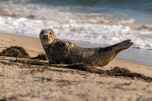 Seal resting on the beach at the north end of Block Island, Rhode Island, August 2023.