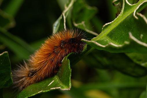small fuzzy caterpillar on green leaves in the garden