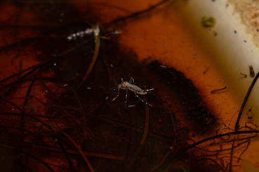 selective focus on a mosquito standing on water due to surface tension, with a caterpillar underwater and different bugs fallen in the water