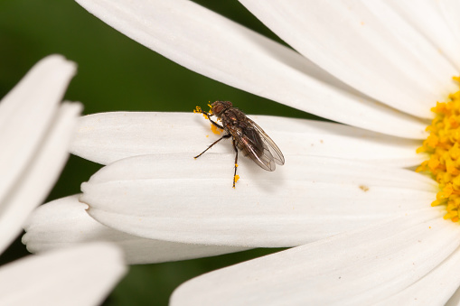 a fly on a white daisy in the garden