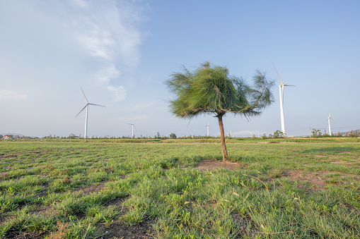 Lonely casuarina tree and wind turbines on the meadow