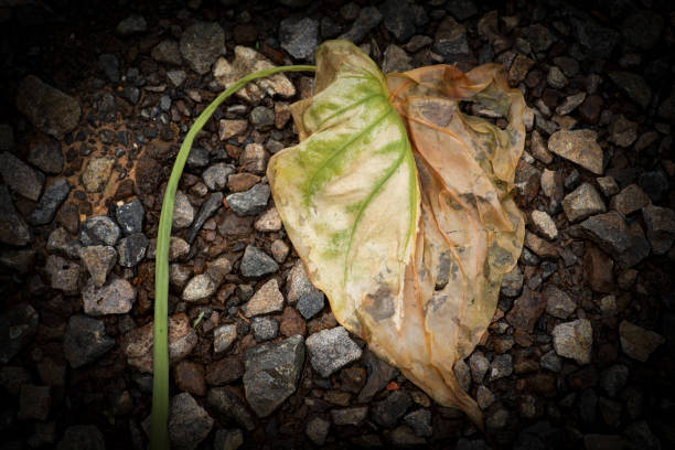 istock Tropical leaves from around the world showing leaf structure and designs 1617831478