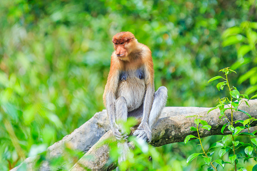 Macaque monkeys at Ubud Monkey Forest Sanctuary in Ubud, Bali, Indonesia.