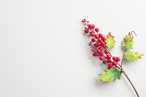 Flat lay of Christmas holly plant with red berries on white background copy space minimal style. Christmas composition for your design in holiday winter festival (xmas, Christmas eve and new year) concept.