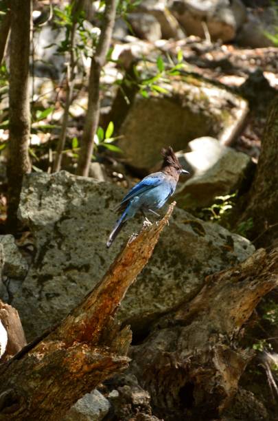 istock Small Steller's black-headed blue jay (Cyanocitta stelleri) perched atop a wooden branch 1617879083