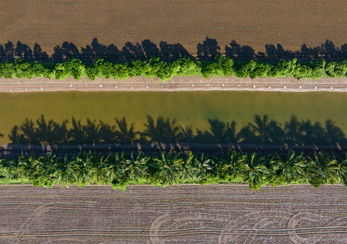Abstract image from a row of coconut trees in the middle of a rice field, Tien Giang province