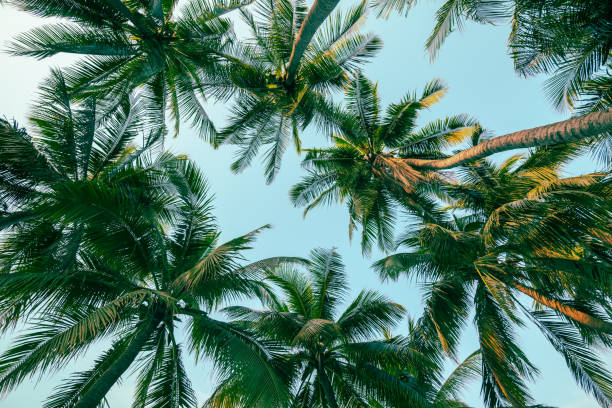 istock Beautiful silhouette coconut palm tree forest in sunshine day clear sky background. 1617893416