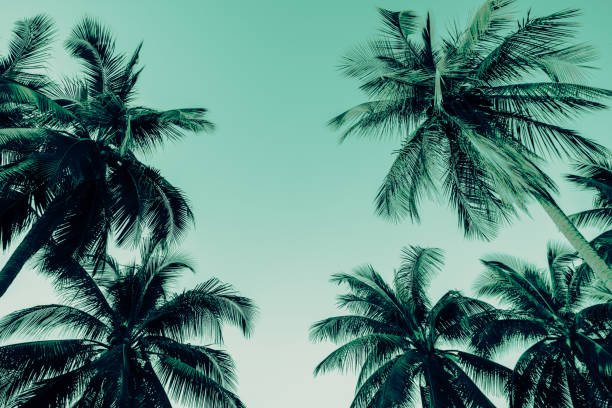 istock Beautiful silhouette coconut palm tree forest in sunshine day clear sky background. 1617893419