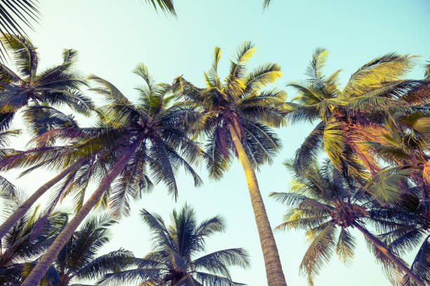 istock Beautiful seaside coconut palm tree forest in sunshine day clear sky background. 1617893531