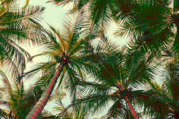 istock Beautiful coconut palm tree forest in sunshine day clear sky background. 1617893568