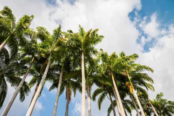 istock Tropical palm tree with sunny day sky background and copy space from bottom view. 1617893588