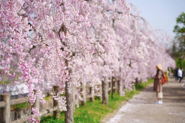 しだれ桜が生い茂る日中線と呼ばれる有名な桜の散歩道。 - single lane road footpath flower formal garden ストックフォトと画像