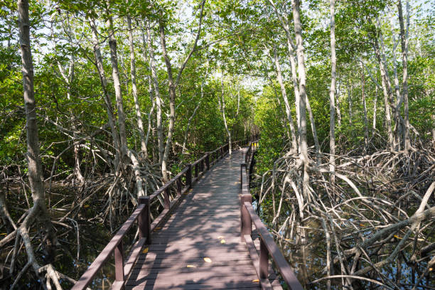 istock Elevated walkway in green mangrove forest sunny day. 1617894679