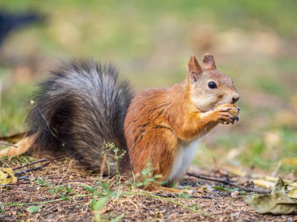 istock Autumn squirrel with nut sits on green grass with fallen yellow leaves 1617899307