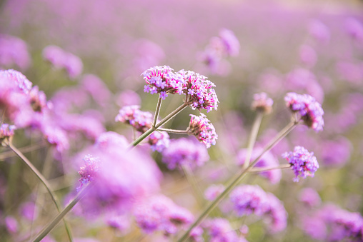 Hermosa flor púrpura macro de cerca en el día soleado del campo de flores. photo