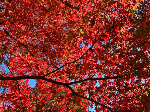 istock Bright Red Japanese Maple Leaves in Autumn 1617910456