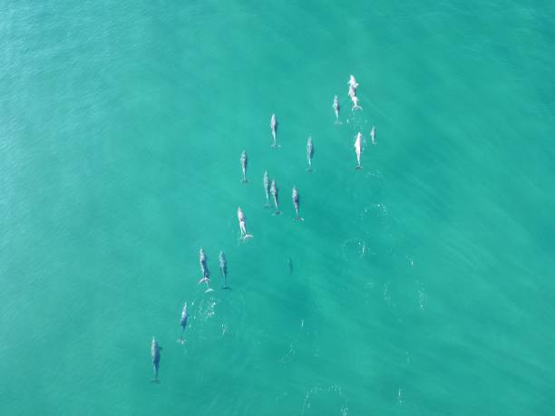 istock Dolphins swimming in ocean 1617914699