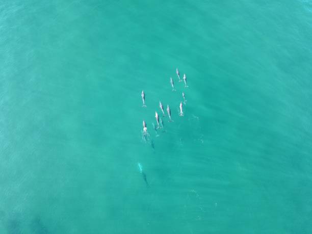 istock Group of dolphins shallow water hunting 1617915222