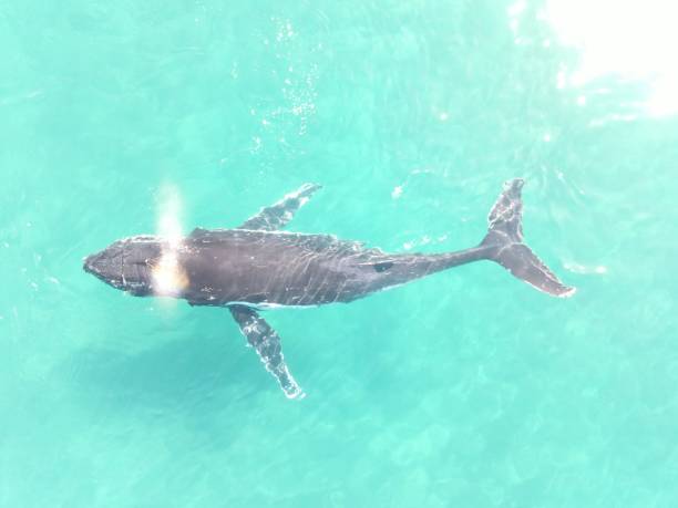 istock Humpback whale swimming 1617915767