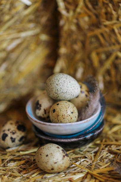 istock Quail eggs with feathers in a ceramic cup on pressed hay on a straw background.Organic farm products.Animal protein.Useful healthy food and products. 1617916284