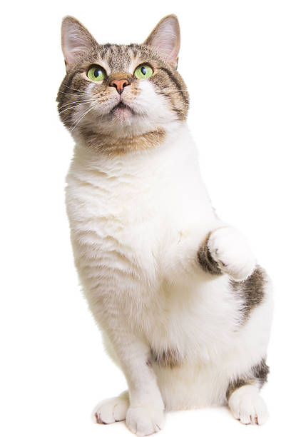 istock playing cat with green eyes on isolated white 161792889