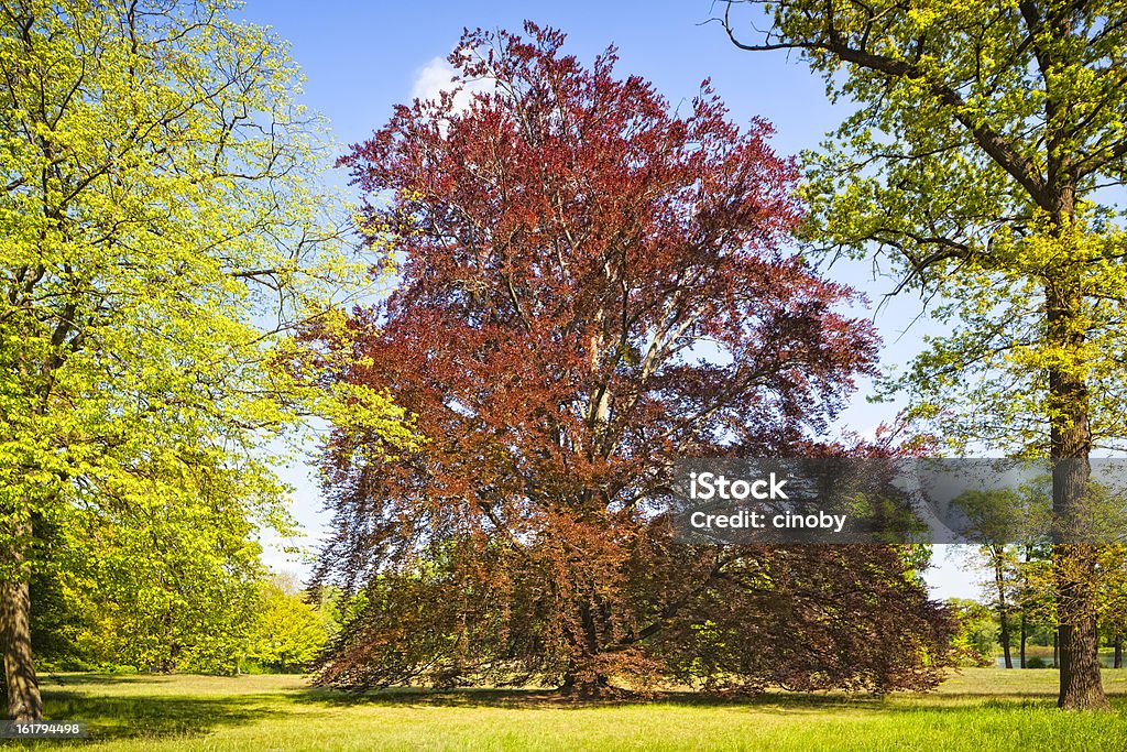 Vecchio albero - Foto stock royalty-free di Faggio rosso