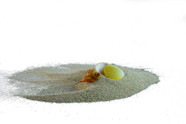 istock Sea shells on a sand pile isolated on white background 1617959919