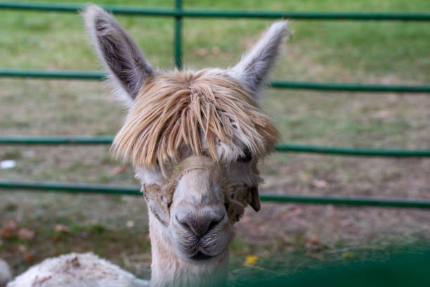 istock Close-up view of an alpaca 1617968018
