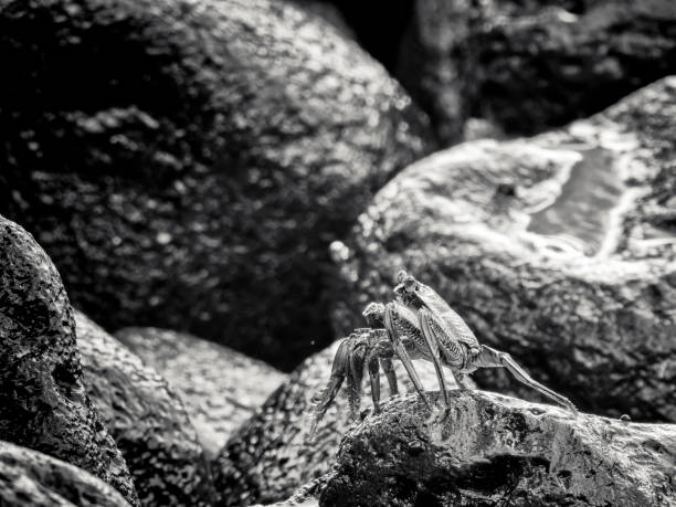 Crab on shoreline volcanic rock in Maui, Hawaii