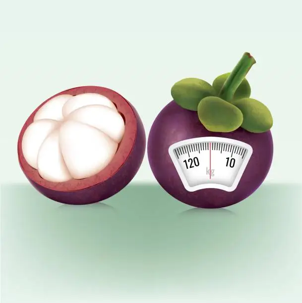 Vector illustration of Mangosteen with a weight scale. Diet concept. Vector.