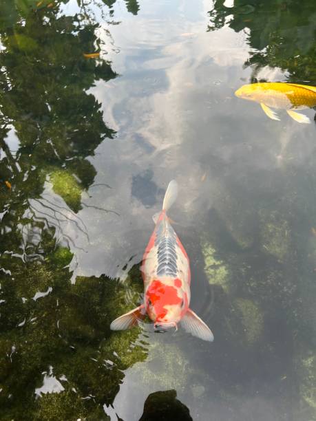 istock Inside the pond there are several koi fish with yellow and orange colors 1618036721