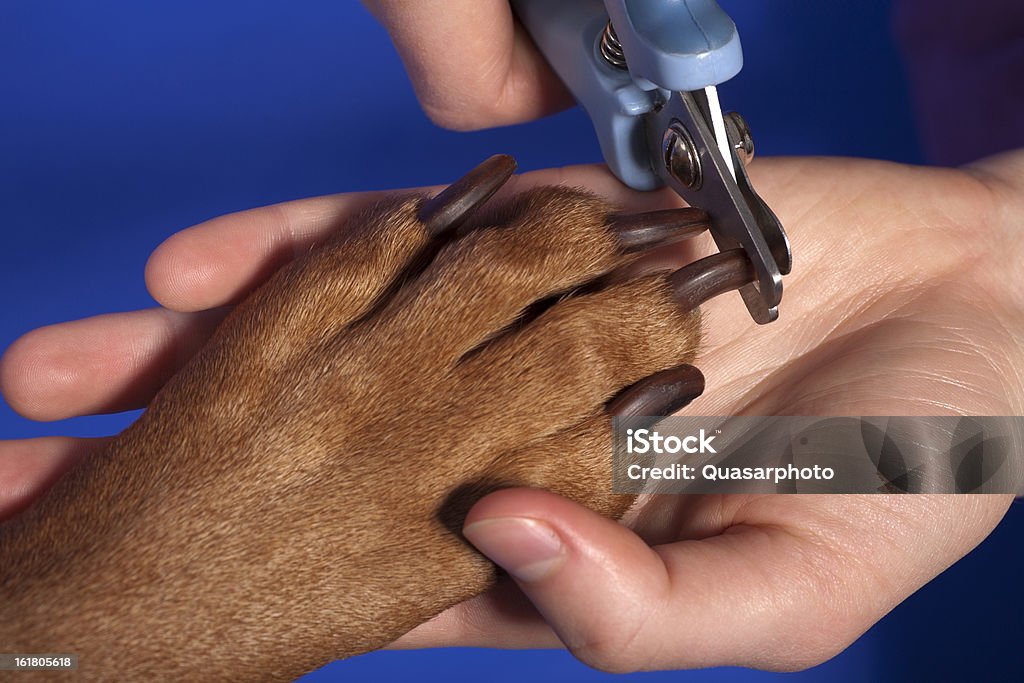 cutting dog nail close up of cutting dog nail with specialty tool on blue background Fingernail Stock Photo