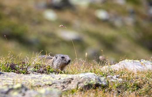 Closeup young Alpine marmot - Marmota marmota - in grass at Davos in the Swiss Alps, Switzerland