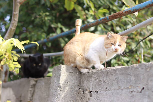 istock Cats sits high on fence and hunts. Hunters at work 1618056987
