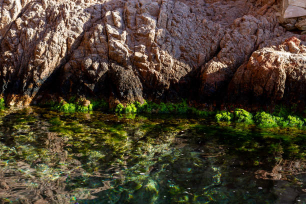 Witness the symbiotic dance of land and sea as vibrant seaweed drapes over the resilient coastal rocks. Delight in the natural artistry that emerges from the union of two worlds.