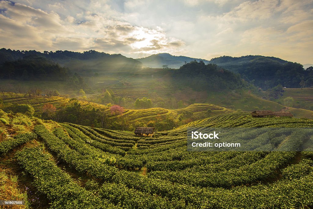 Tea Platations Tea plantations in the morning Agriculture Stock Photo