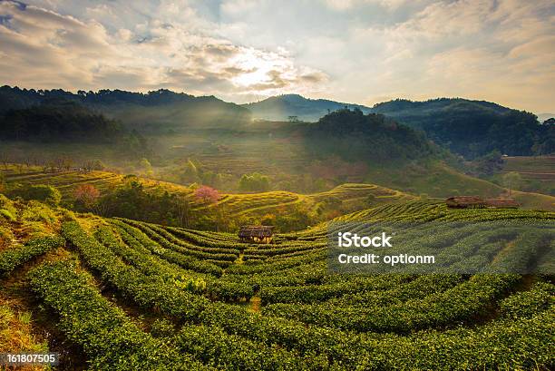 Tea Platations Stock Photo - Download Image Now - Agriculture, Asia, Camellia sinensis