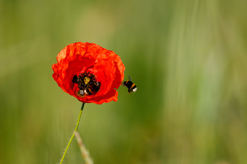A red poppy on a meadow