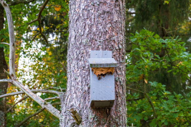 istock European hornet wasp nesting in a nest box 1618079194