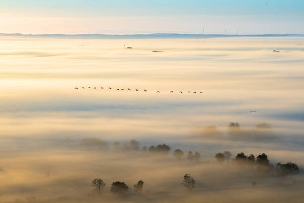 Bird migration to the south in autumn
